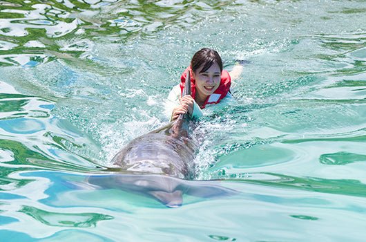 🐬 Dolphin Experience